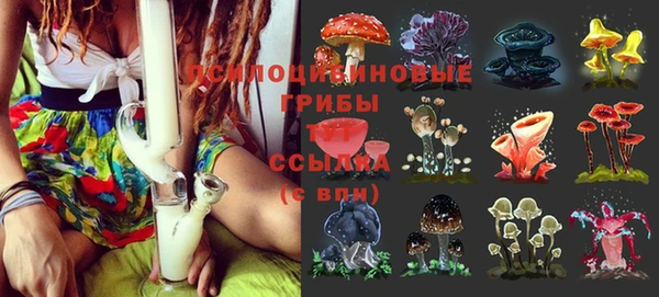 сатива Дмитровск